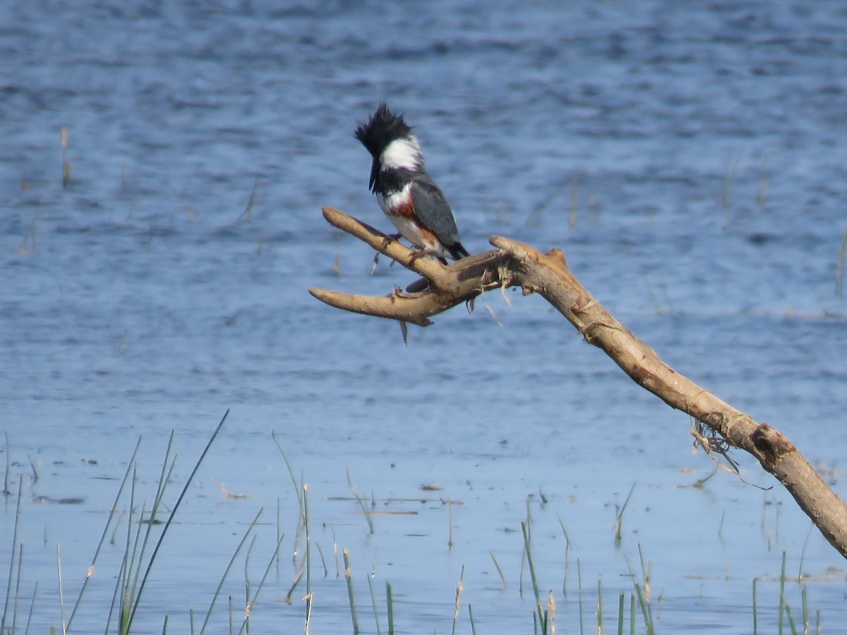 Belted Kingfisher - ML347435261