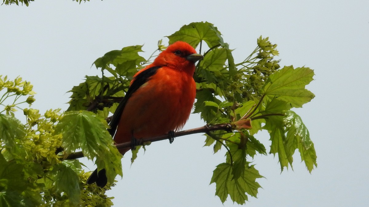 Scarlet Tanager - ML347437301