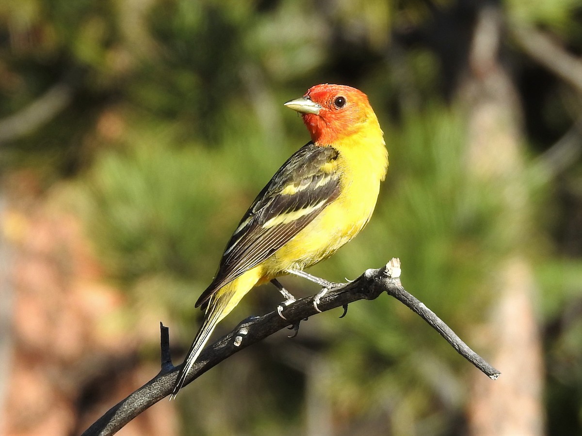 Western Tanager - Marc Hemmes