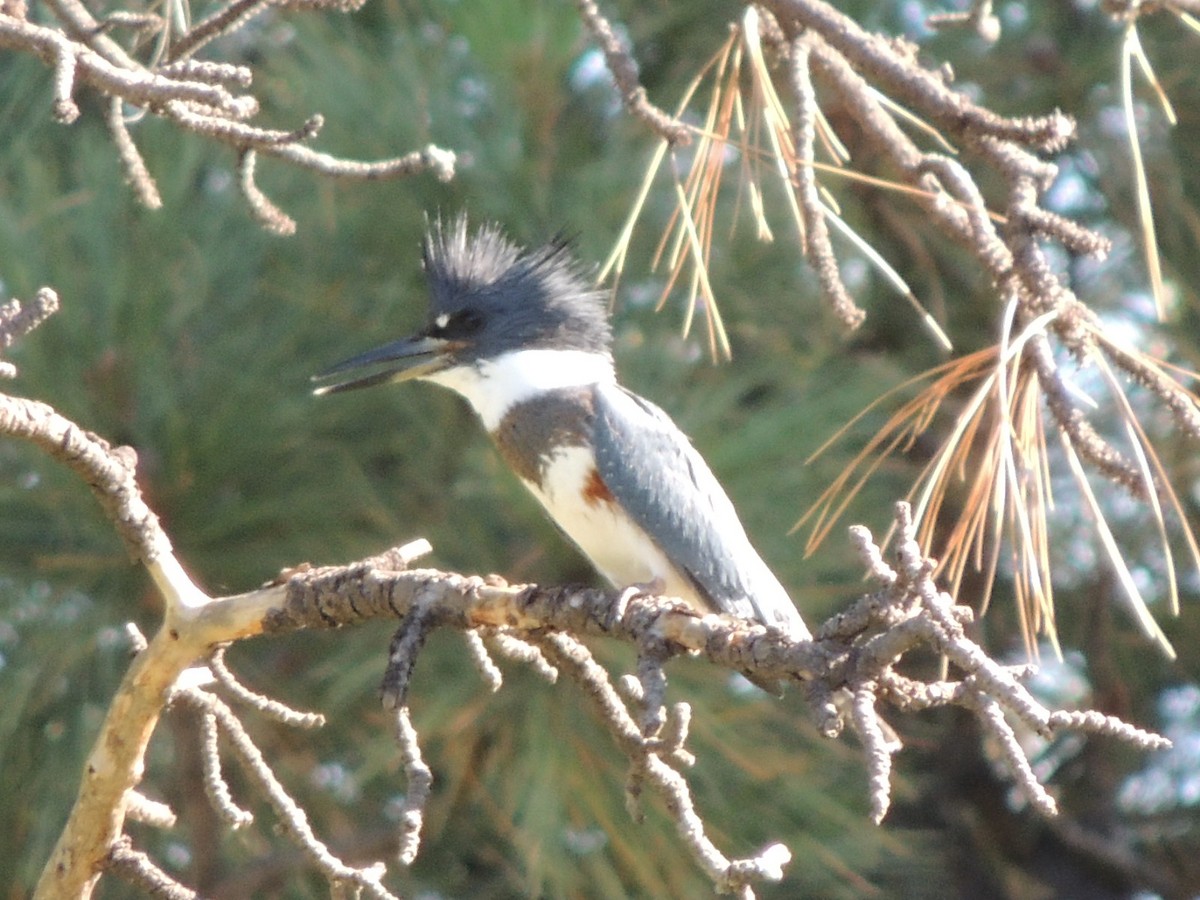 Belted Kingfisher - Brian Johnson