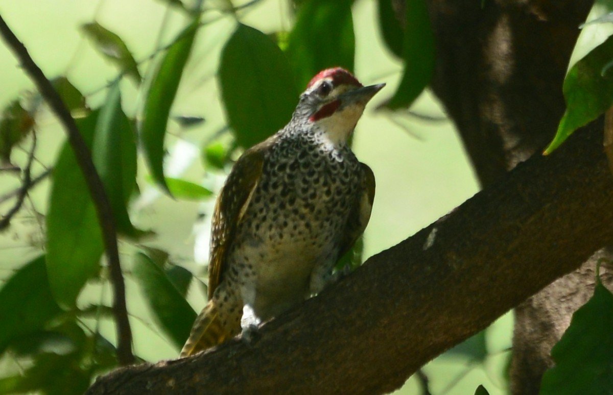 Nubian Woodpecker - ML347454551