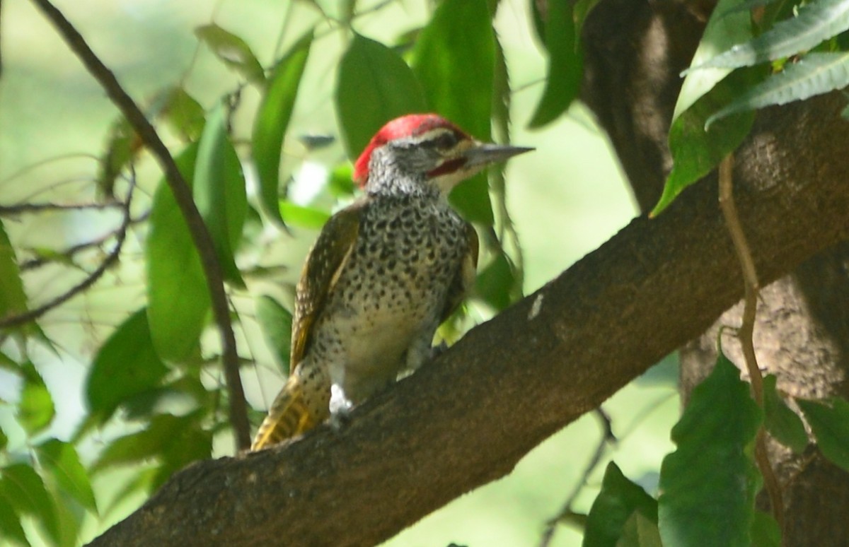 Nubian Woodpecker - ML347454571