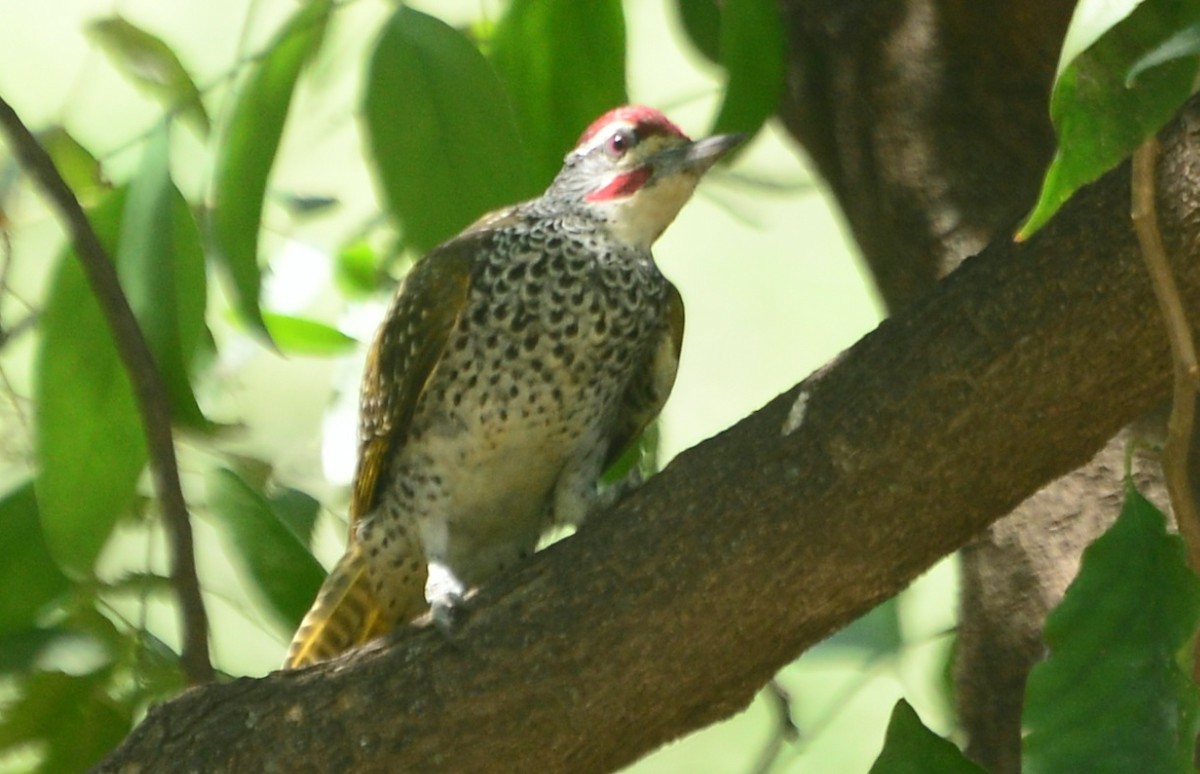 Nubian Woodpecker - Premchand Reghuvaran