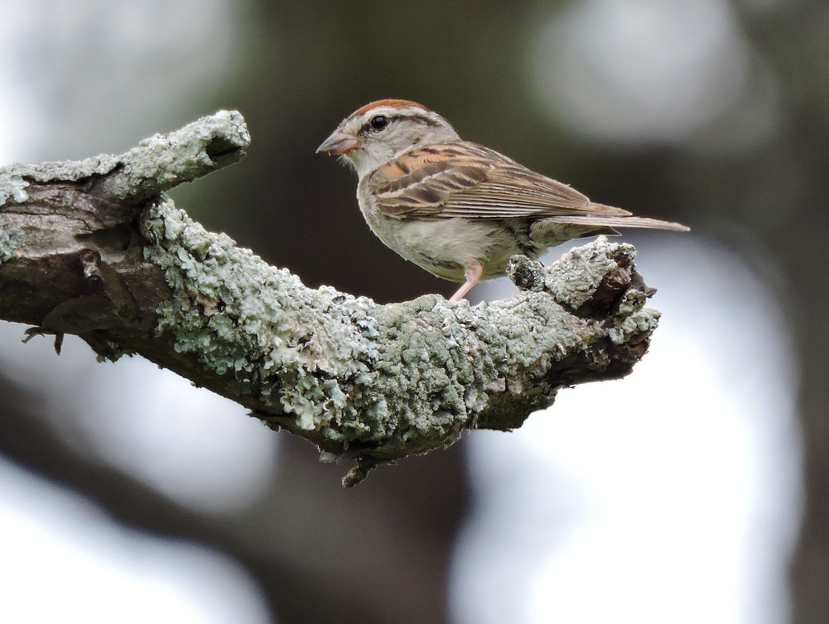 Chipping Sparrow - ML34745551