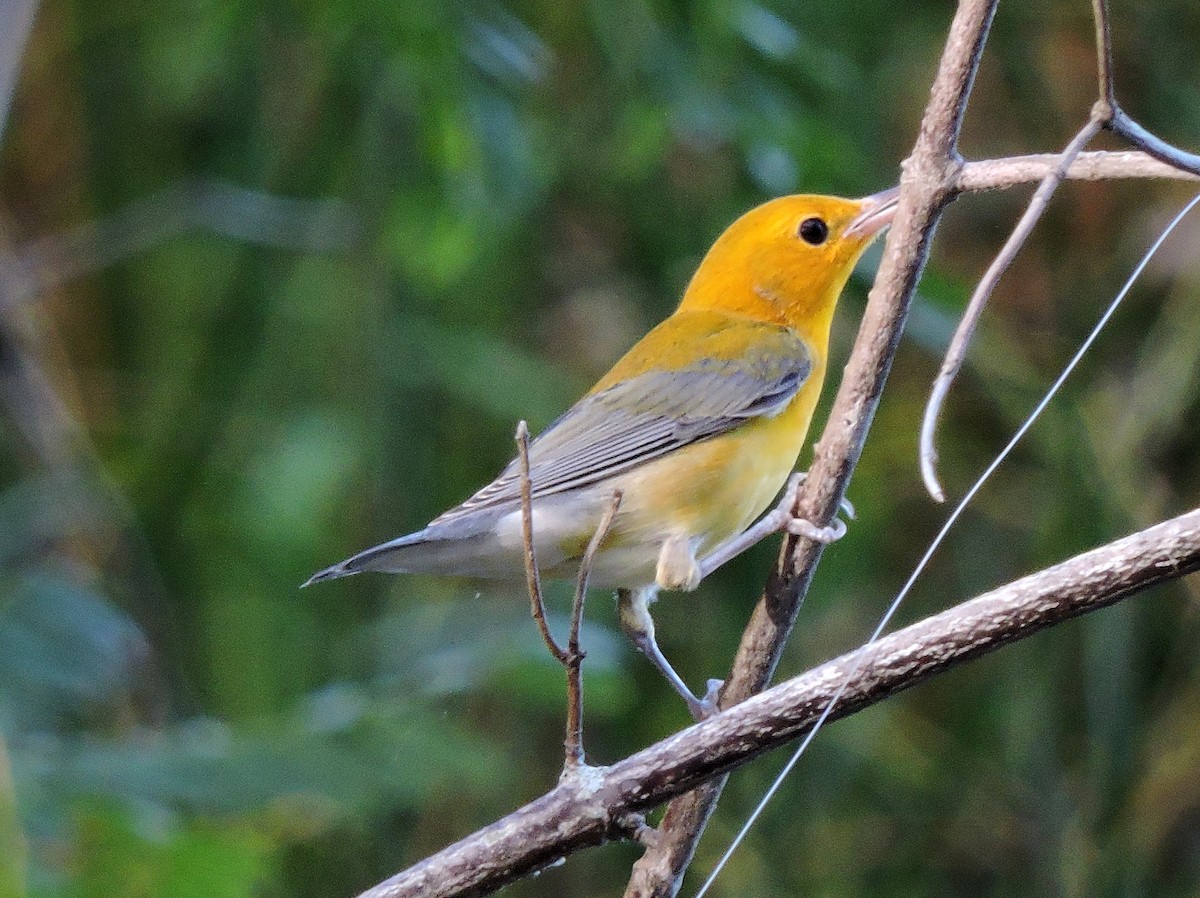 Prothonotary Warbler - ML34746161