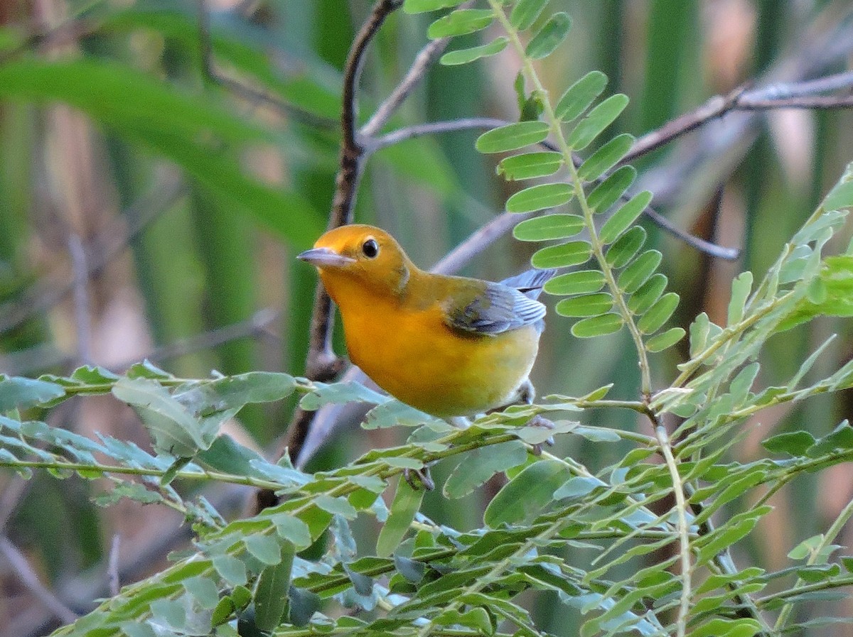 Prothonotary Warbler - ML34746211