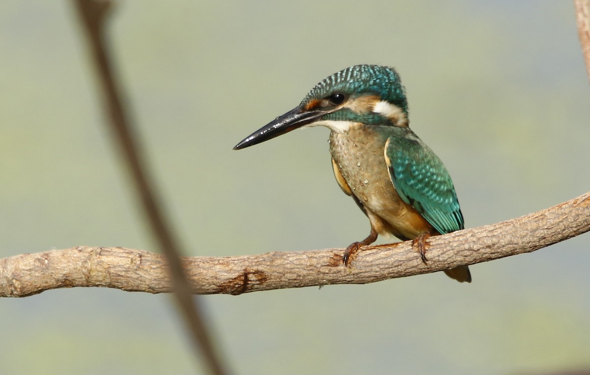 Common Kingfisher - Bhaarat Vyas