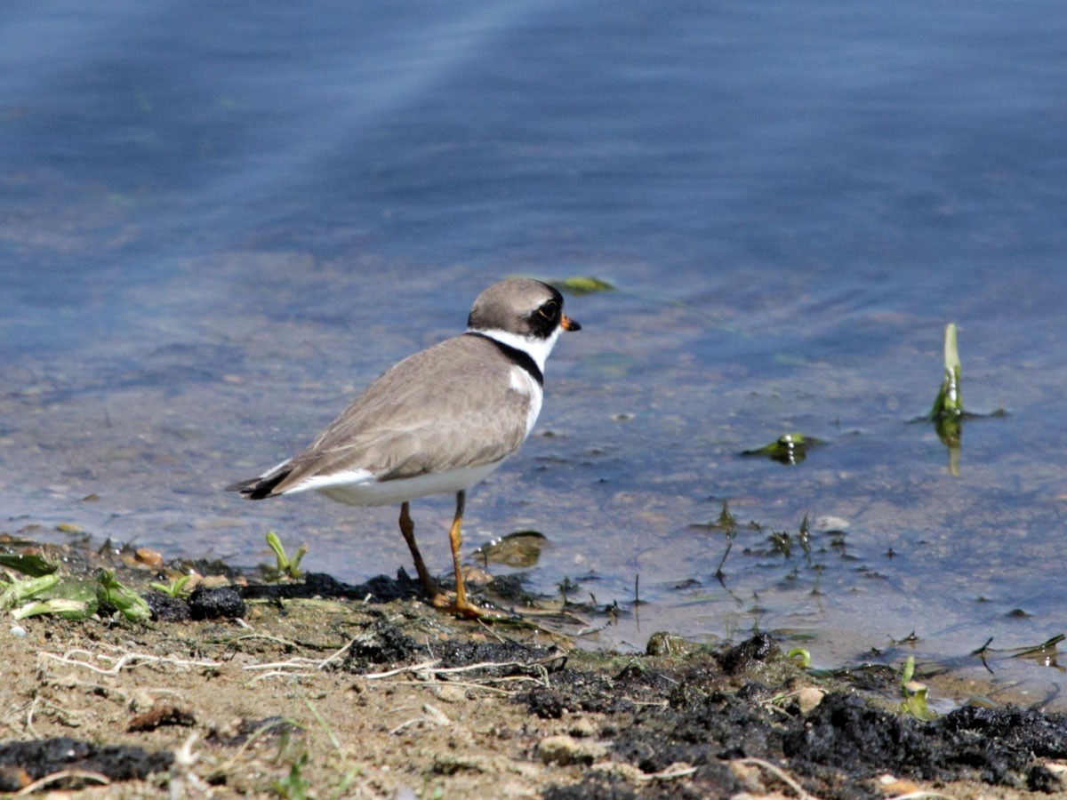 Semipalmated Plover - Myles McNally
