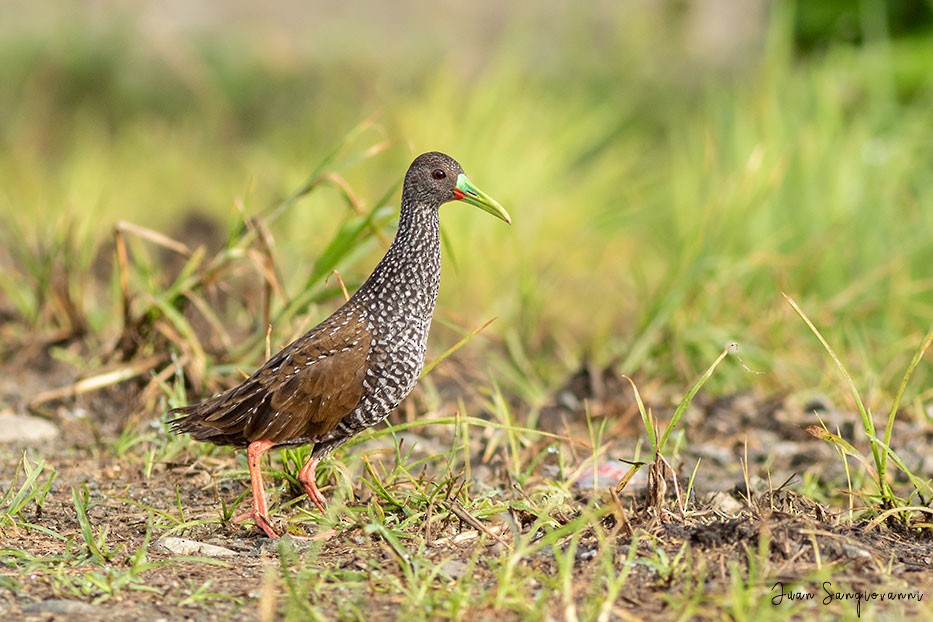 Spotted Rail - ML347466061