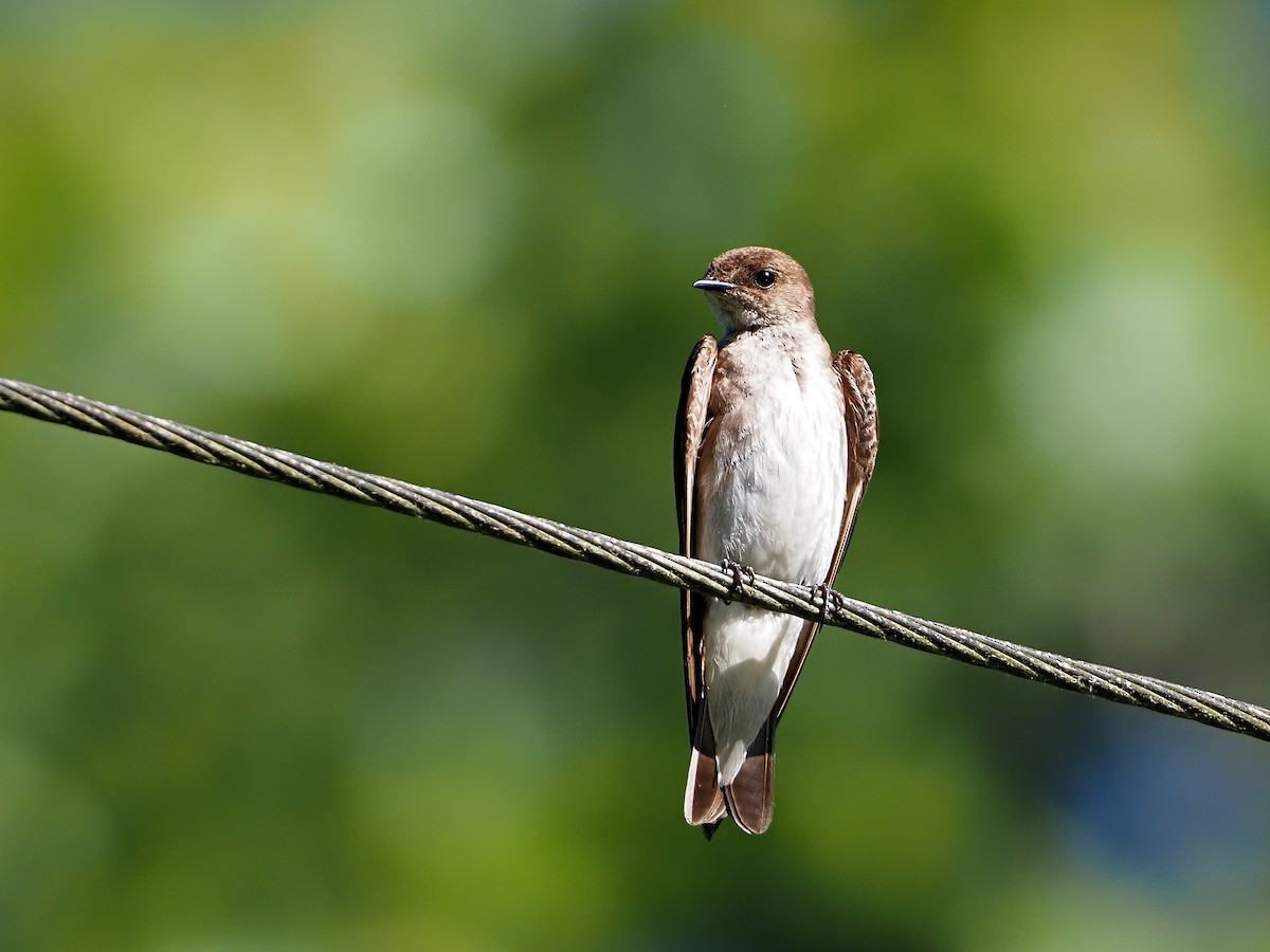 Northern Rough-winged Swallow - Gary Mueller