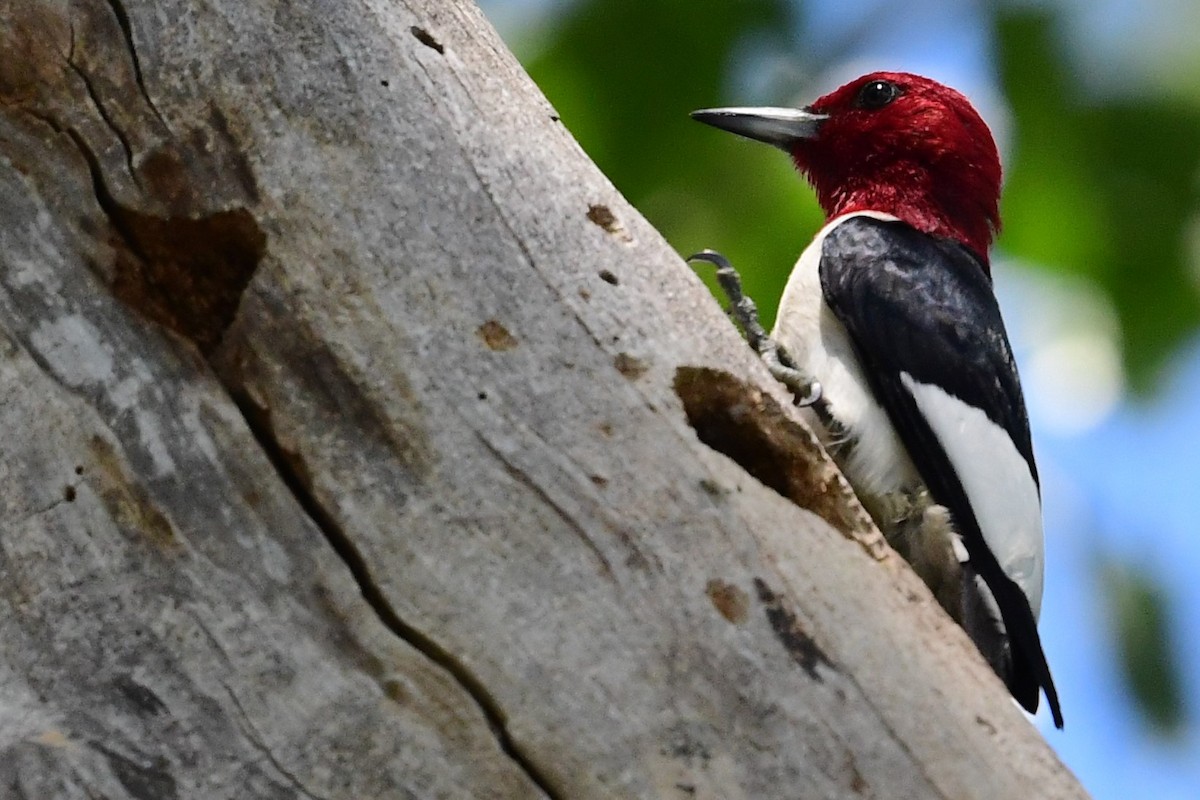 Red-headed Woodpecker - Paul Herwood