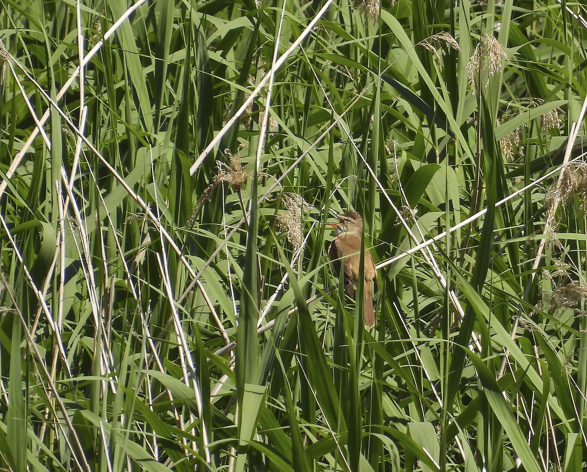 Great Reed Warbler - Alfonso Rodrigo