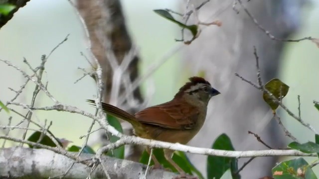 Rusty Sparrow - ML347492591