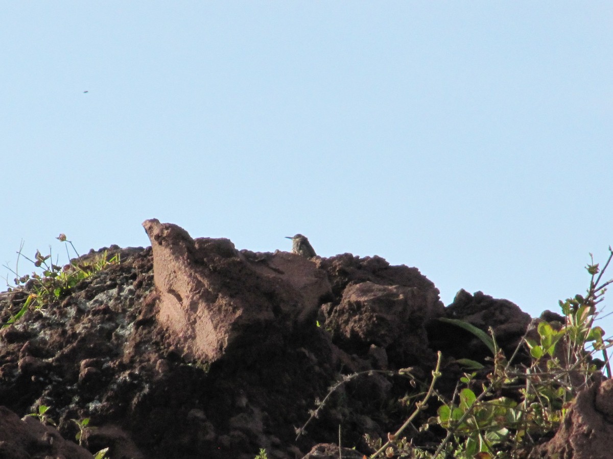 Rock Wren (Central American) - ML34749361