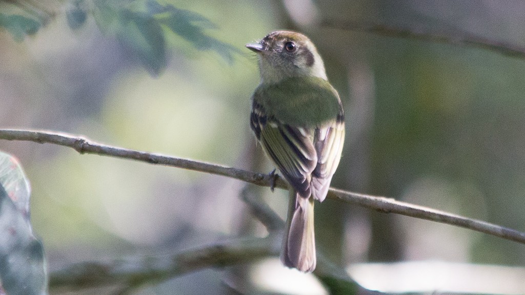 Sepia-capped Flycatcher - ML347495361