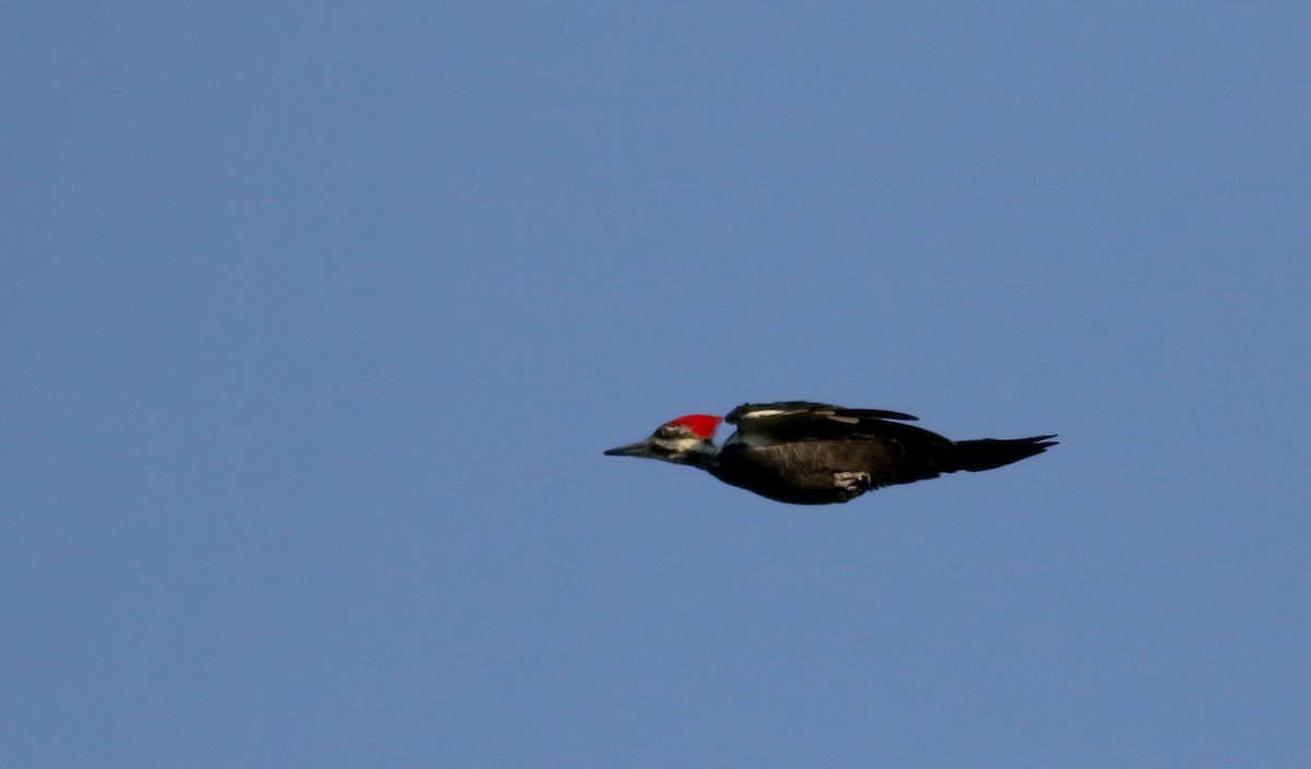 Pileated Woodpecker - ML34749581