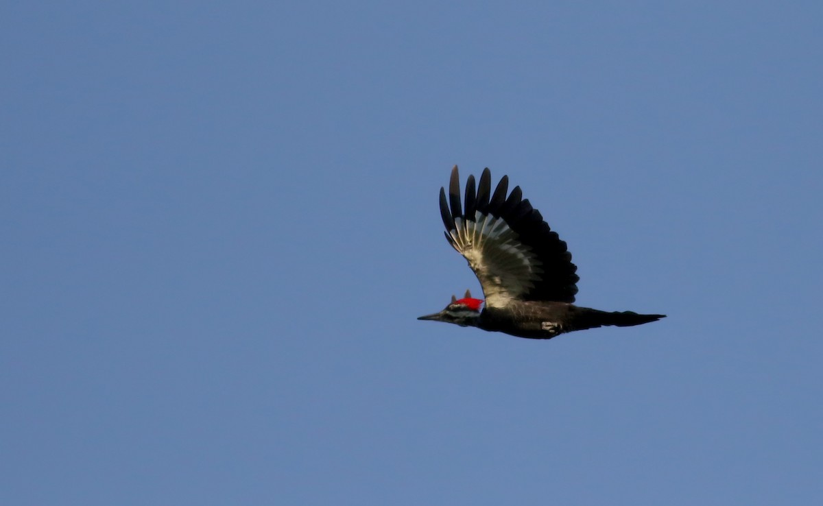 Pileated Woodpecker - ML34749601