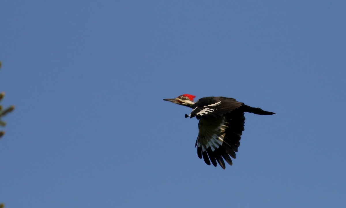 Pileated Woodpecker - ML34749611
