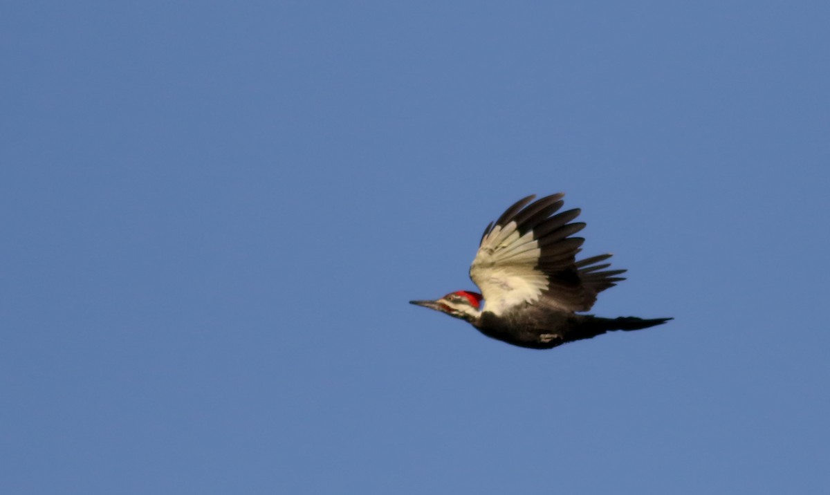 Pileated Woodpecker - ML34749641