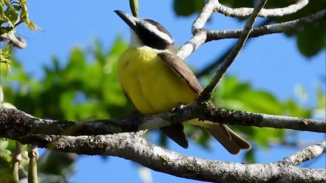 Boat-billed Flycatcher - ML347496421