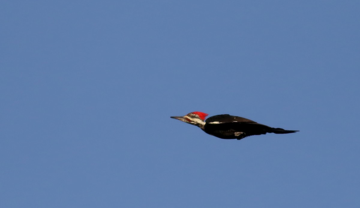 Pileated Woodpecker - ML34749661
