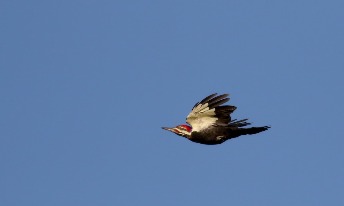 Pileated Woodpecker - ML34749671