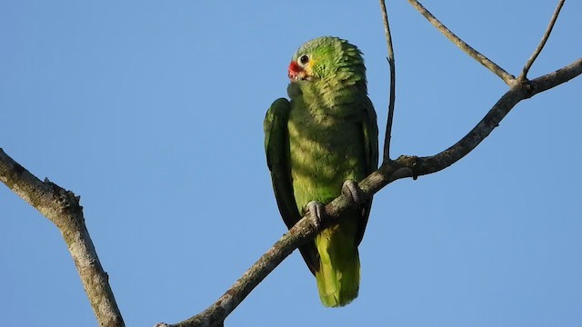 Red-lored Parrot - ML347497131