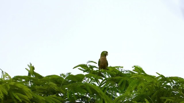 Olive-throated Parakeet - ML347502931