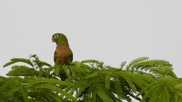 Olive-throated Parakeet - ML347503571