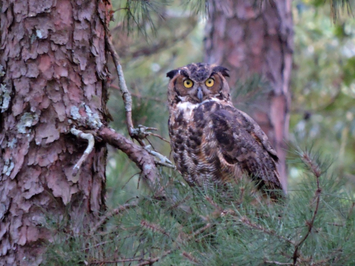 Great Horned Owl - ML34751271