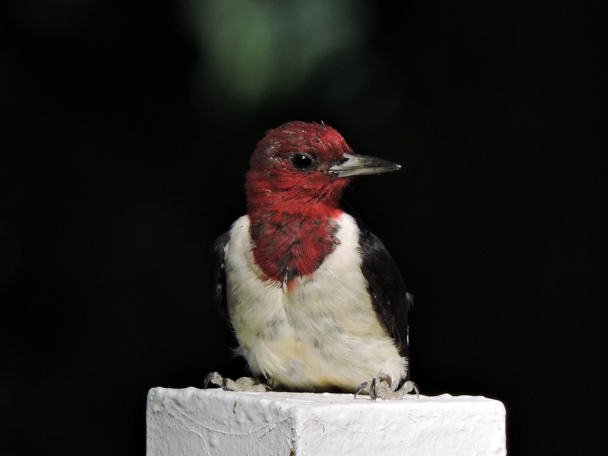 Red-headed Woodpecker - ML34751541