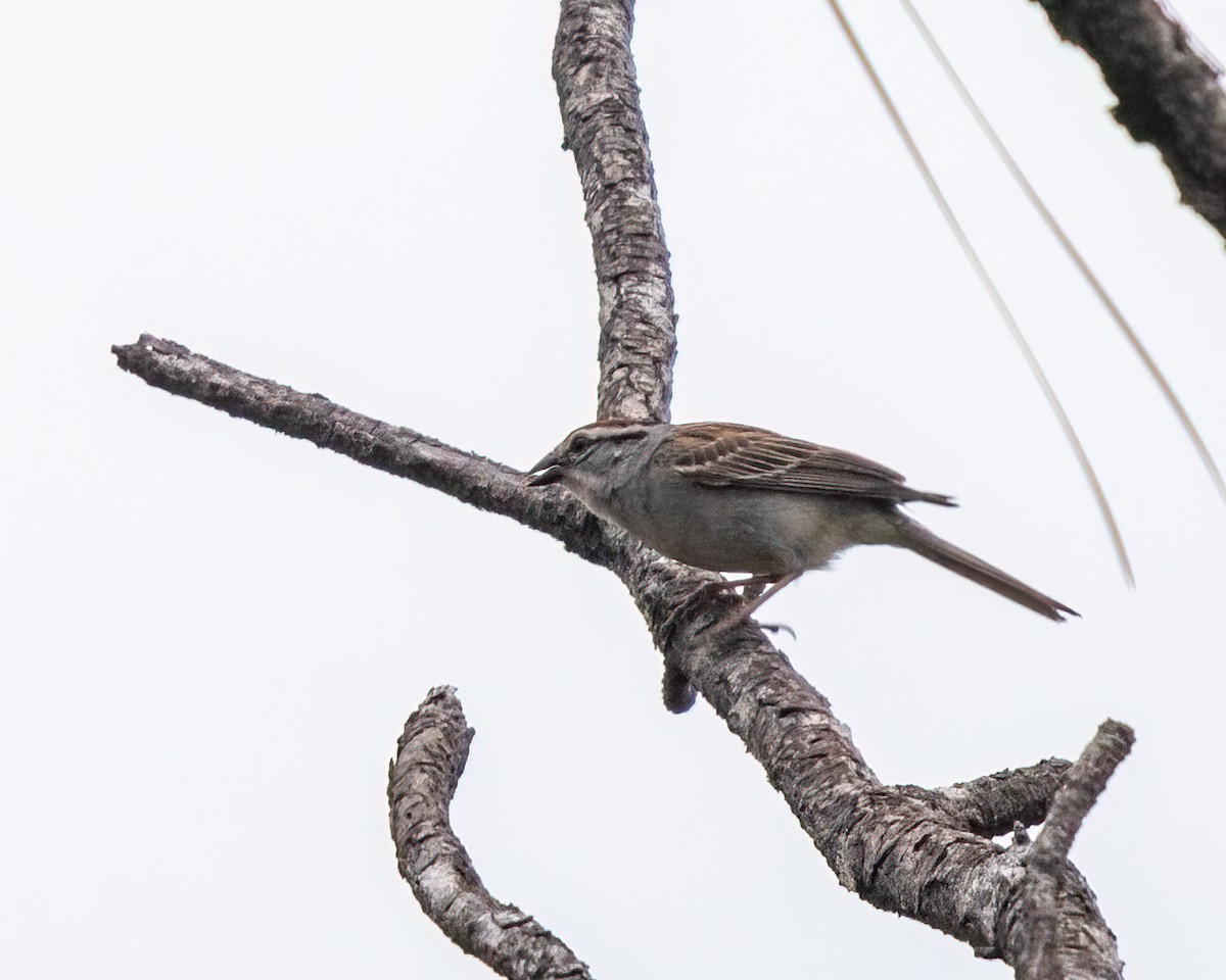 Chipping Sparrow - ML347521871