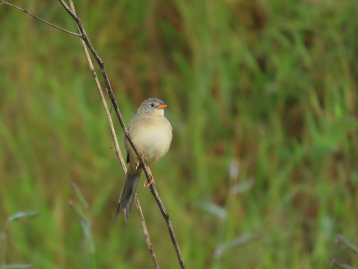 Wedge-tailed Grass-Finch - ML347531611