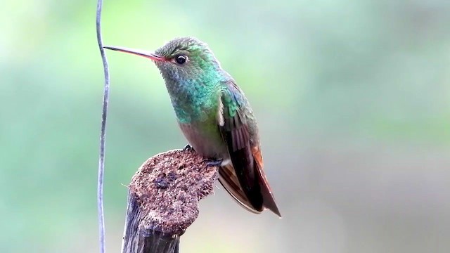 Rufous-tailed Hummingbird - ML347535141