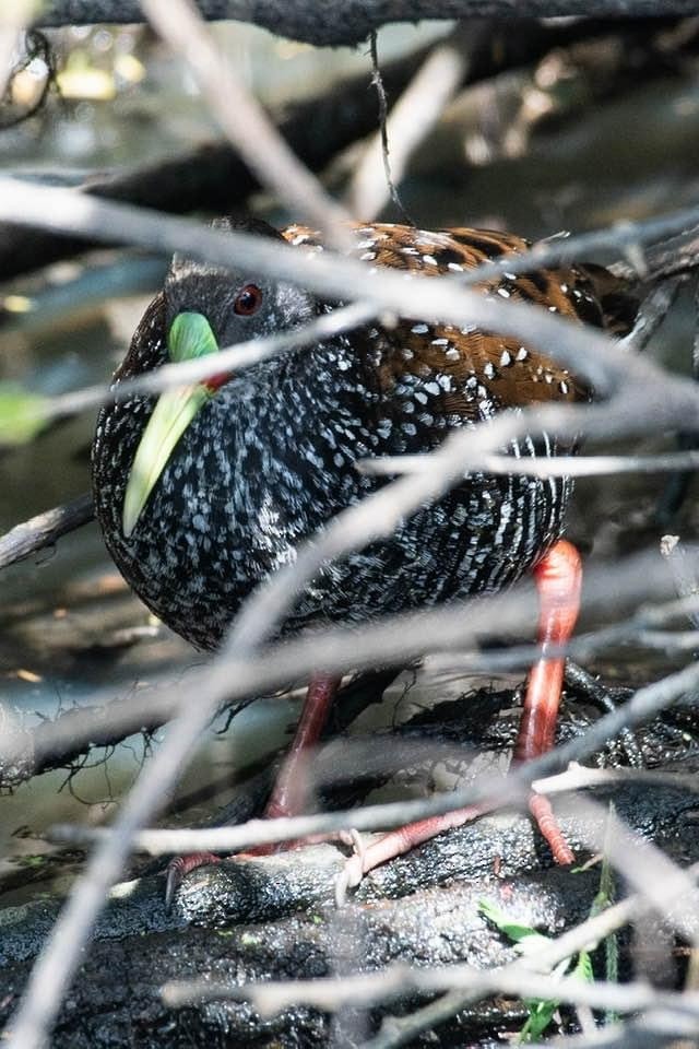 Spotted Rail - ML347536321