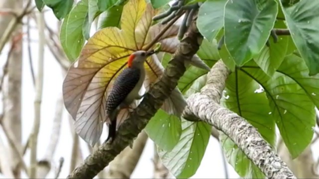 Golden-fronted Woodpecker (Velasquez's) - ML347536501