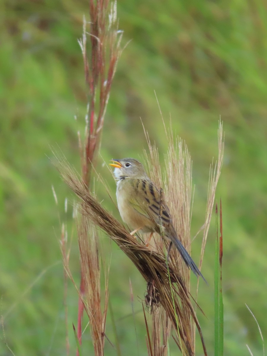 Wedge-tailed Grass-Finch - ML347536511