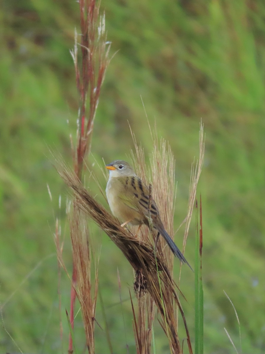 Wedge-tailed Grass-Finch - ML347536521