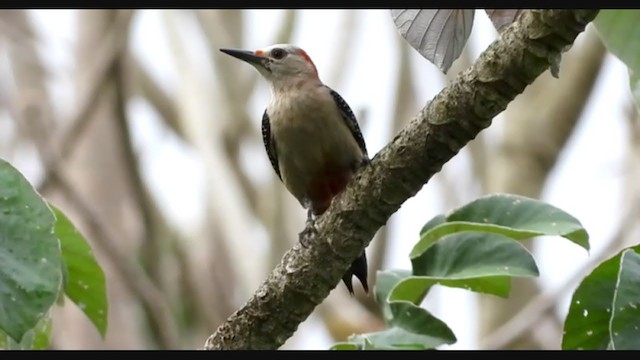Golden-fronted Woodpecker (Velasquez's) - ML347536571