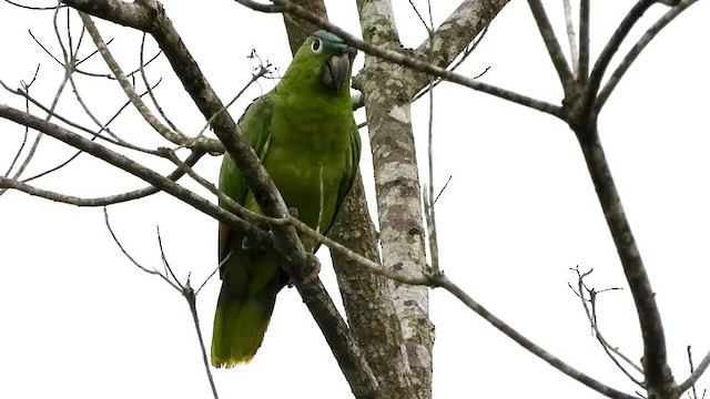 Mealy Parrot - ML347536911