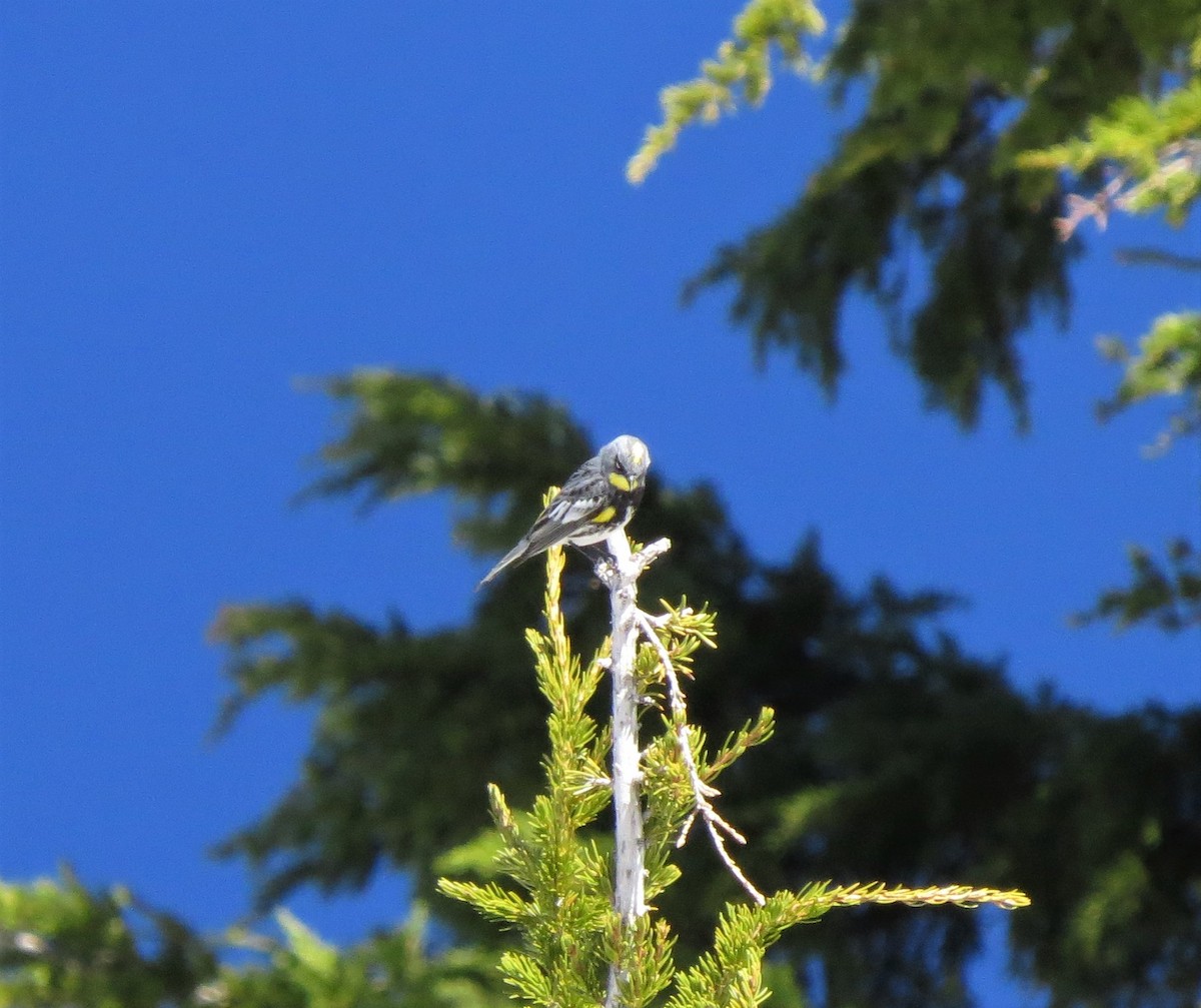 Yellow-rumped Warbler (Audubon's) - ML347540451