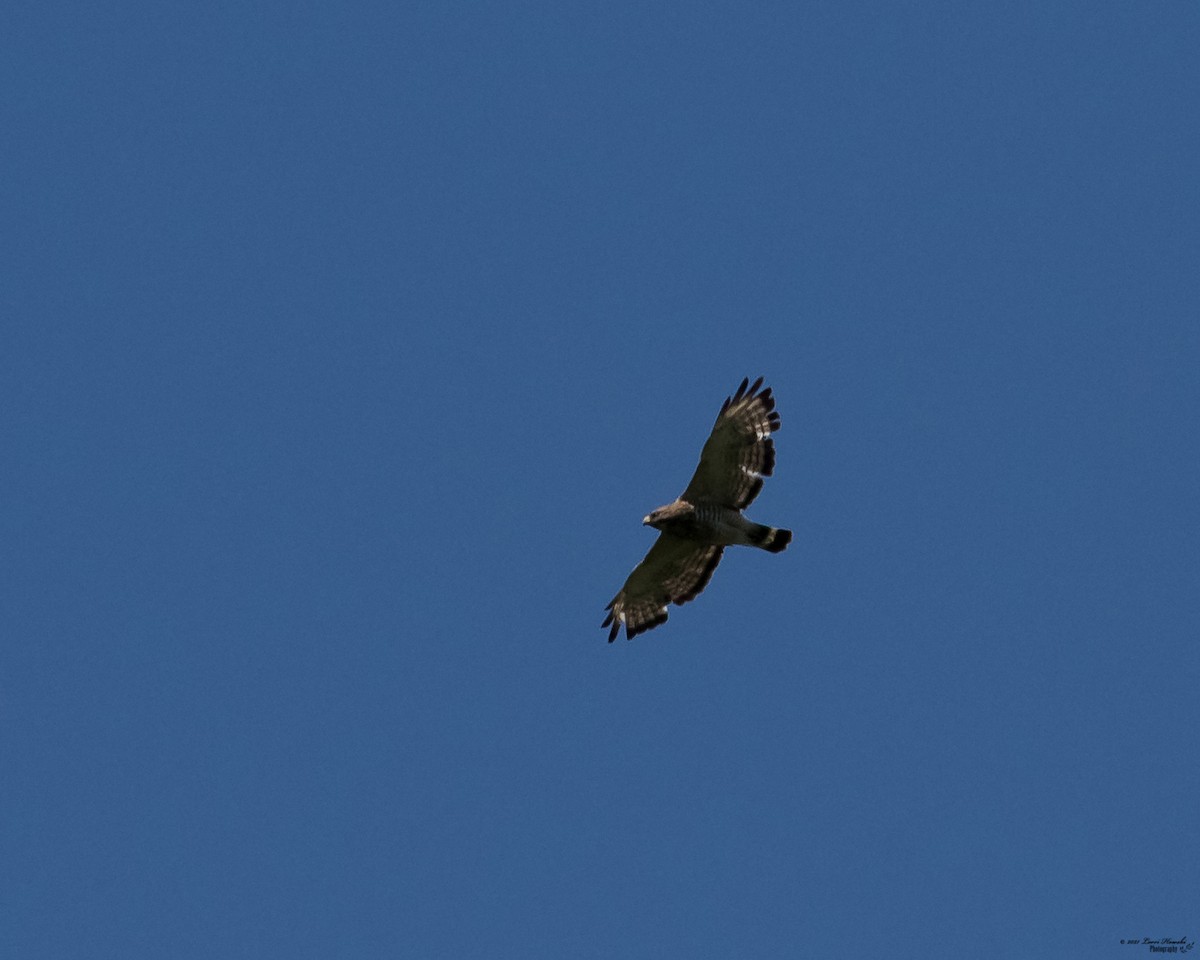 Broad-winged Hawk - ML347541701