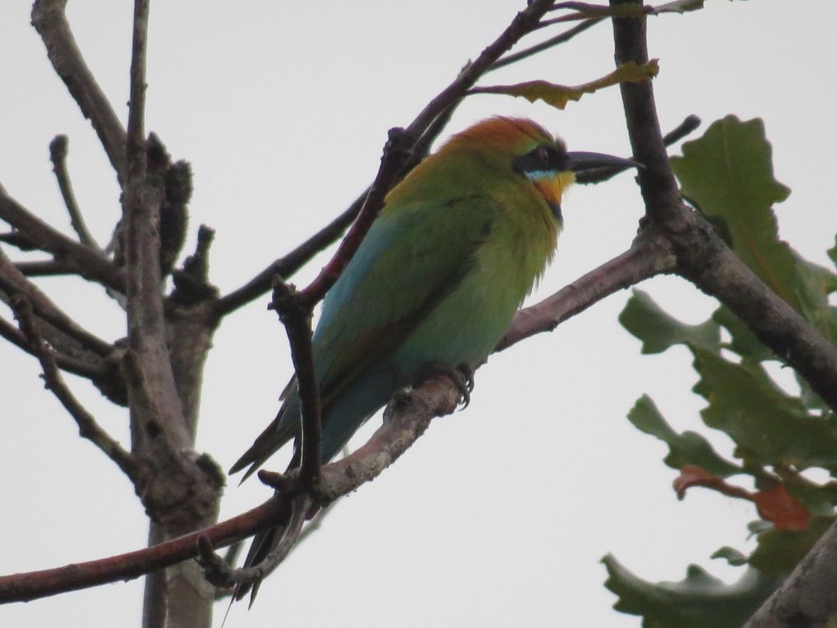 Rainbow Bee-eater - ML34754221