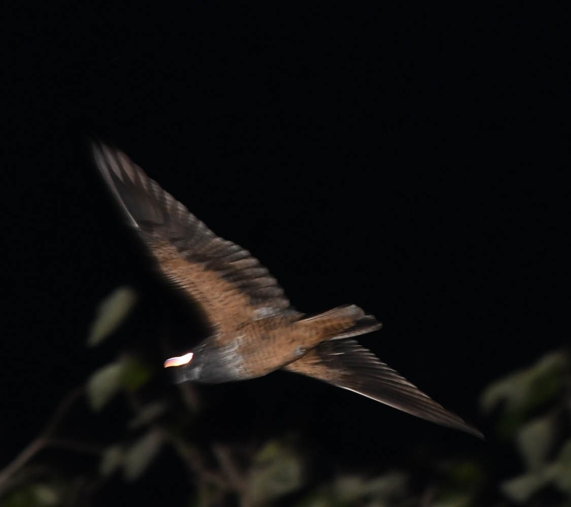 Short-tailed Nighthawk - ML347549501