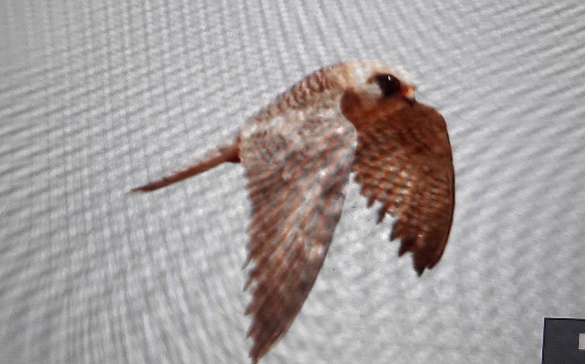 Red-footed Falcon - ML347554451