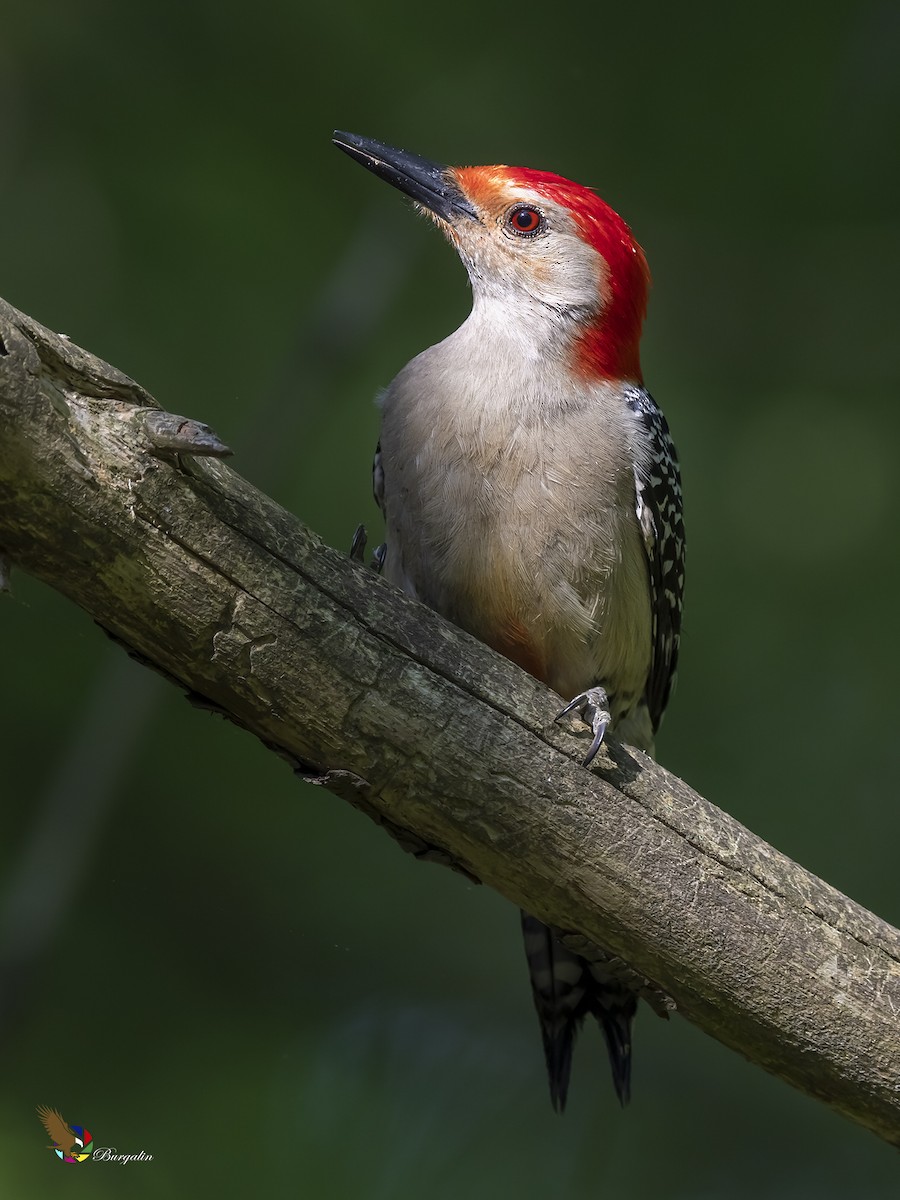 Red-bellied Woodpecker - fernando Burgalin Sequeria