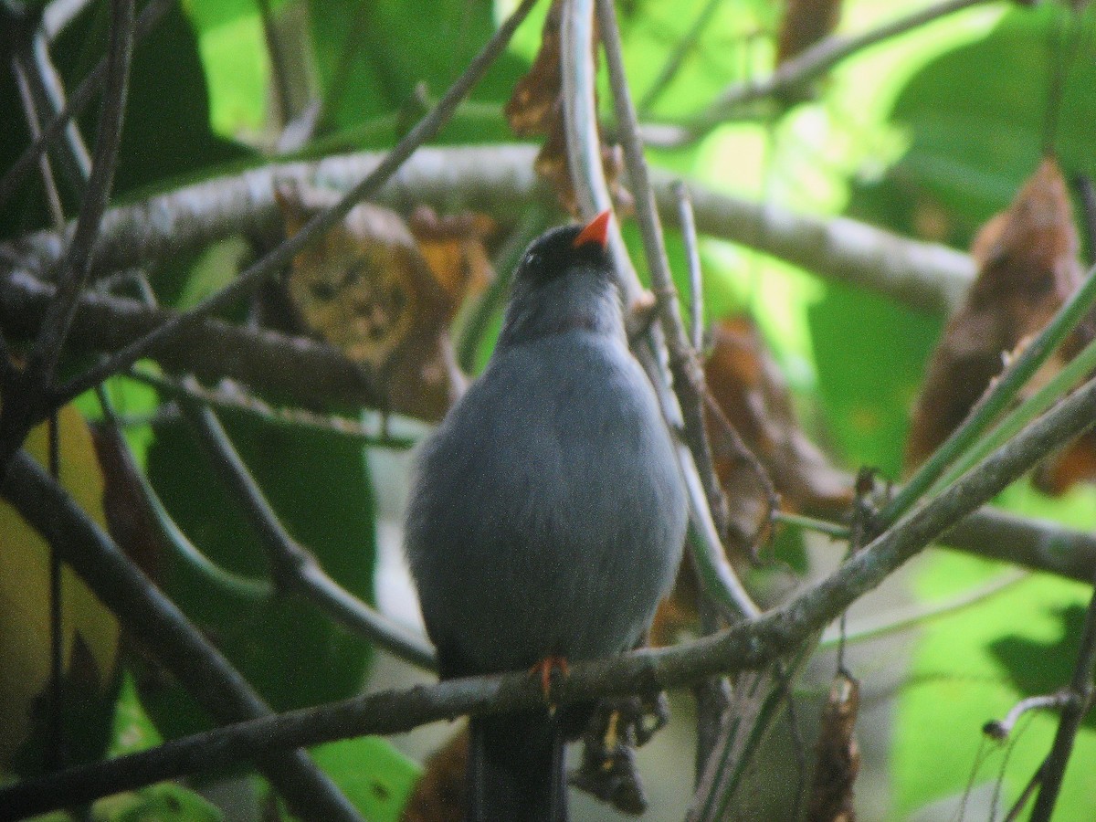 Black-faced Solitaire - ML34755751
