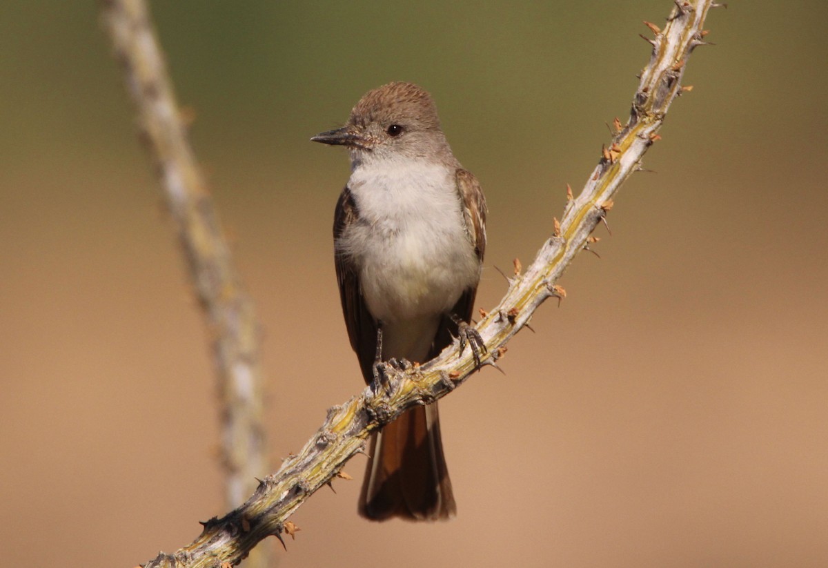 Ash-throated Flycatcher - Mark  Brown