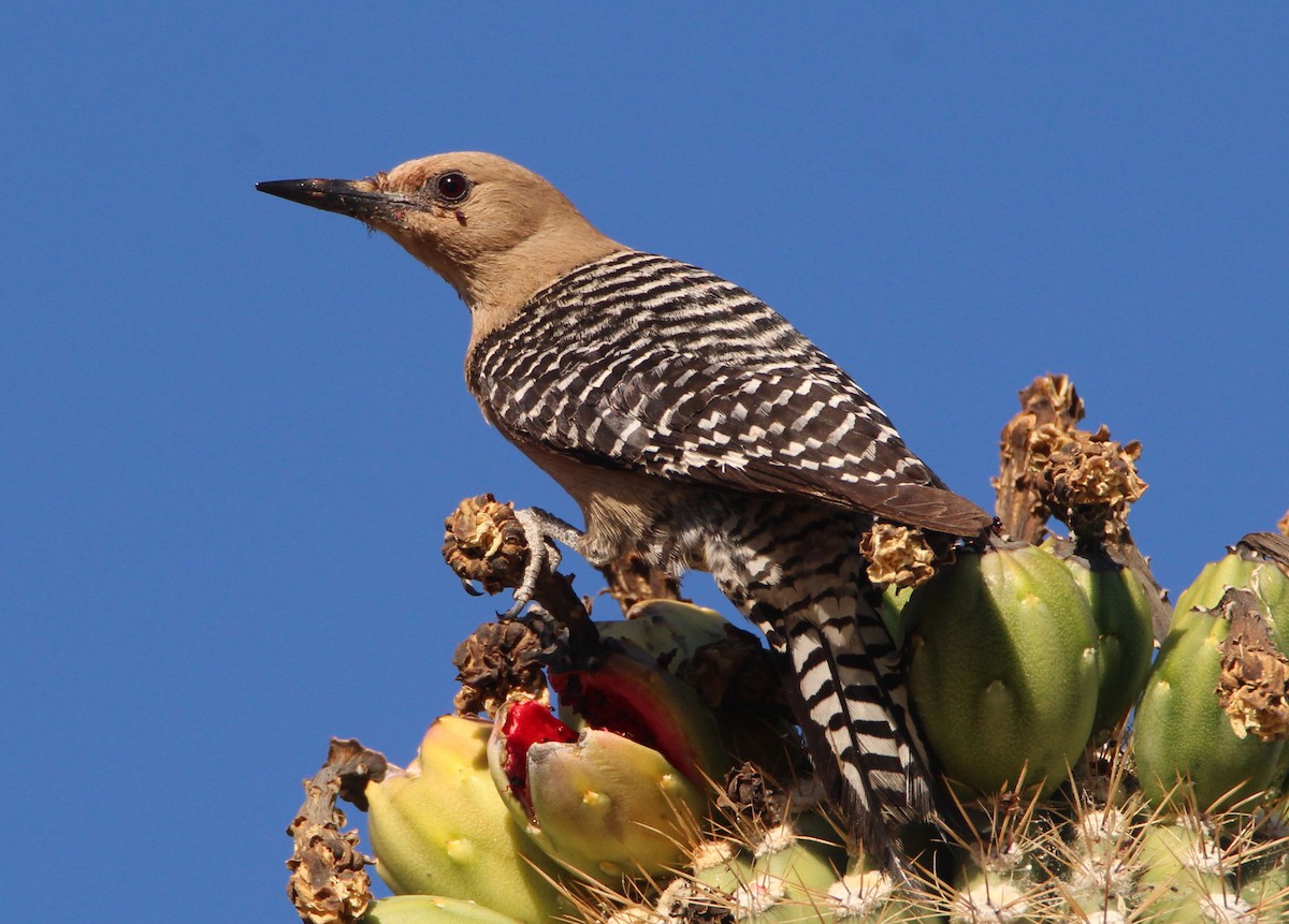Gila Woodpecker - ML347565361