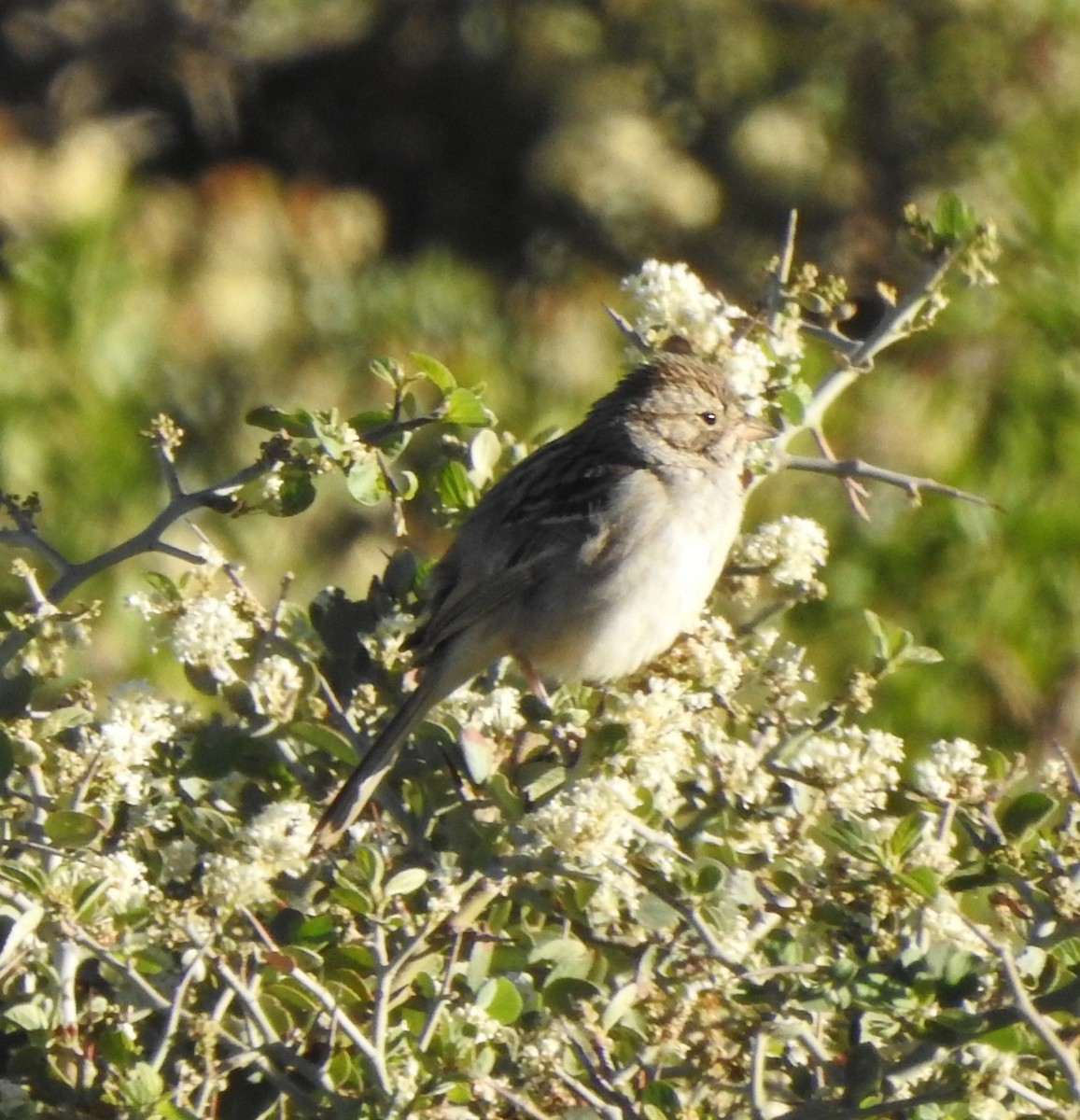 Ebird Checklist Jun Angeles Nf Blue Ridge Road Ca To